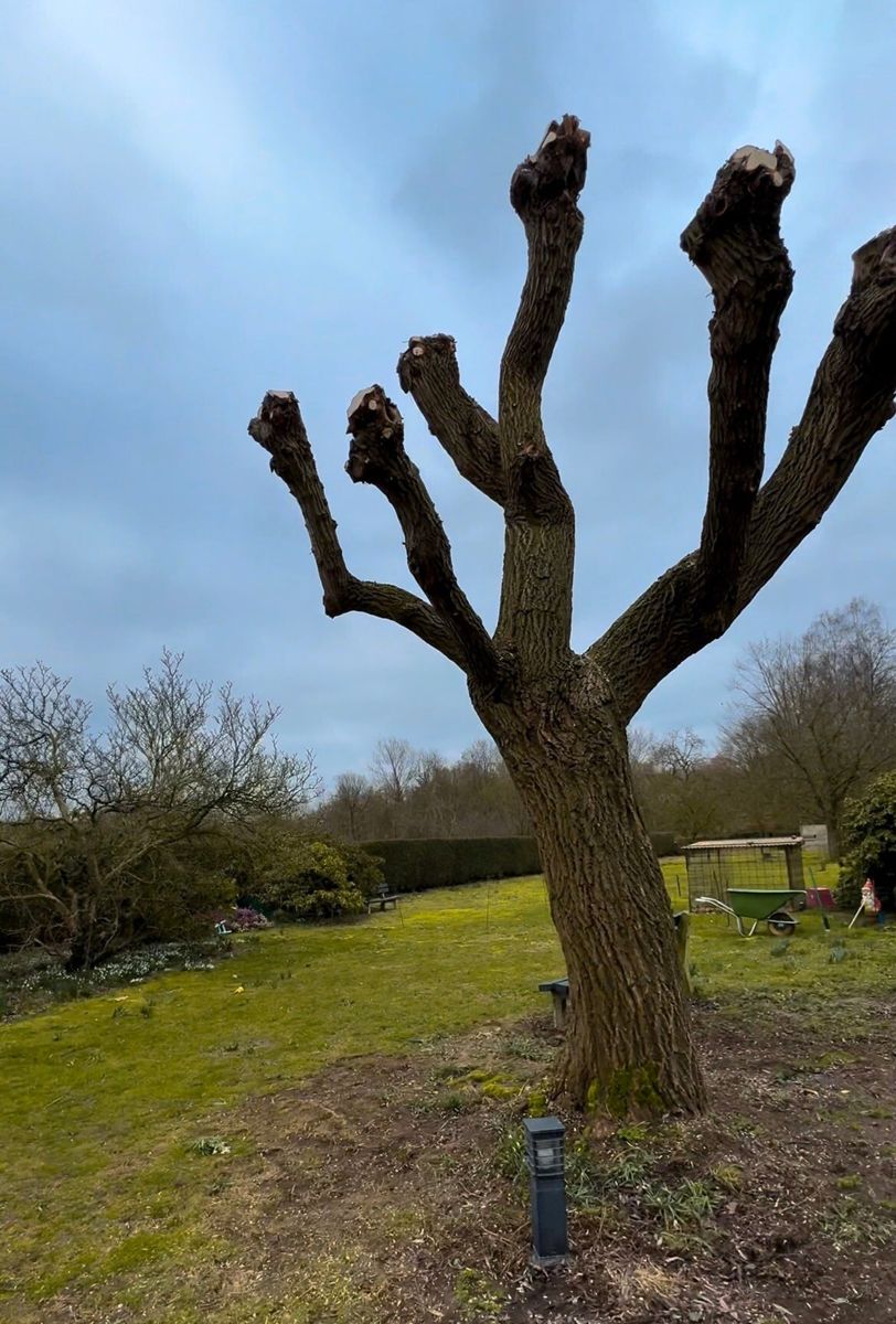Geknotte boom in een tuin