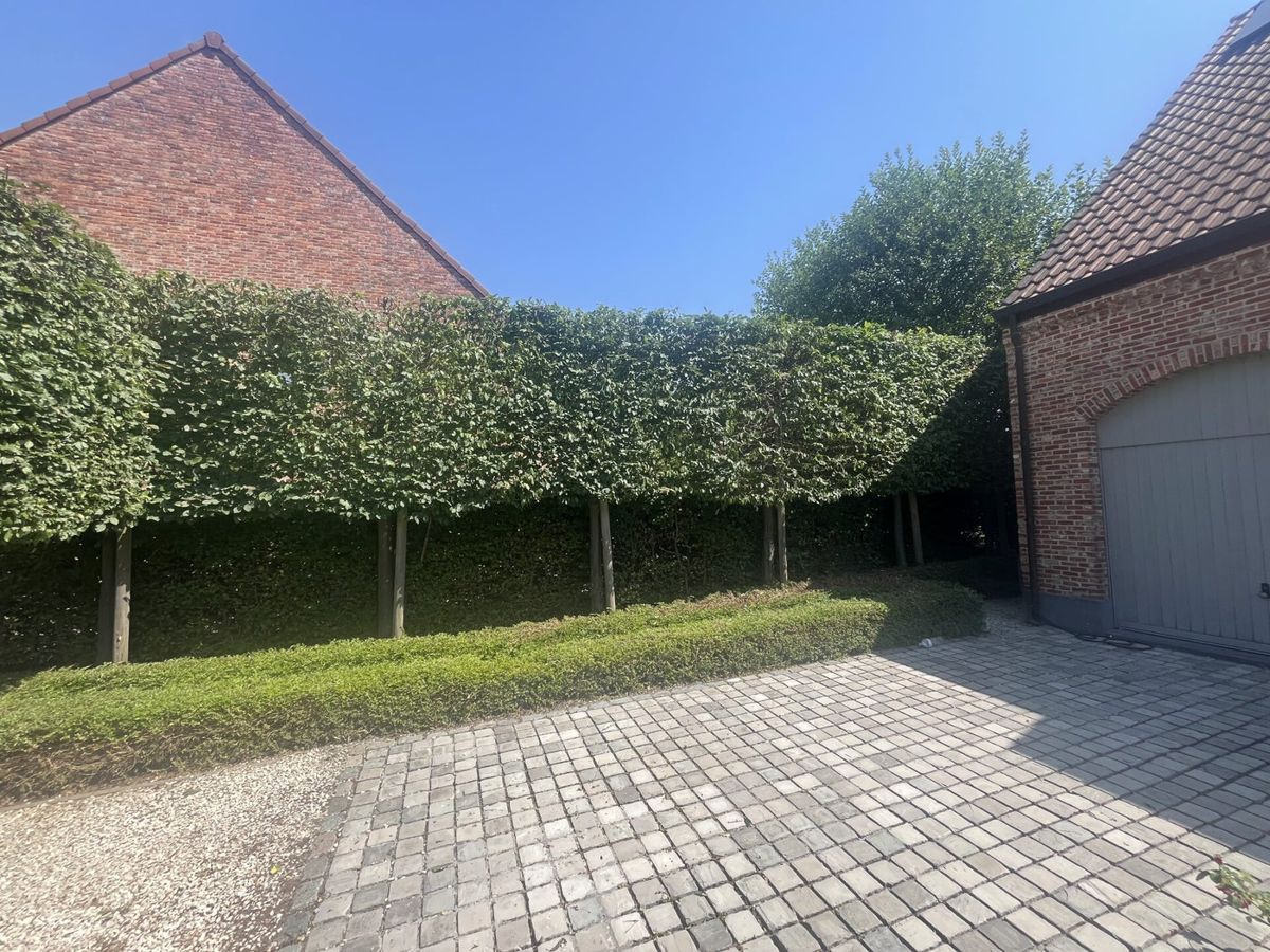 Gazon en groene haag